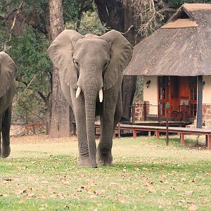 Elephant & Impala's at the lodge Zambia