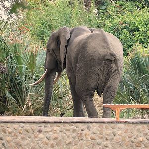 Elephant & Impala's at the lodge Zambia