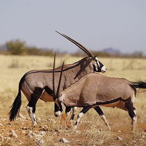 Gemsbok in Etosha National Park Namibia