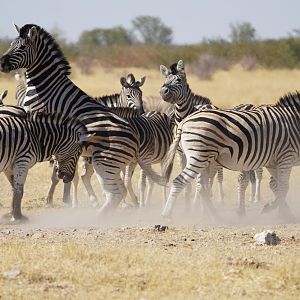 Burchell's Plain in Etosha National Park Namibia