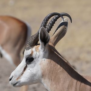 Springbok in Etosha National Park Namibia