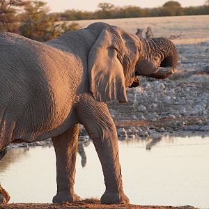 Elephant in Etosha National Park Namibia