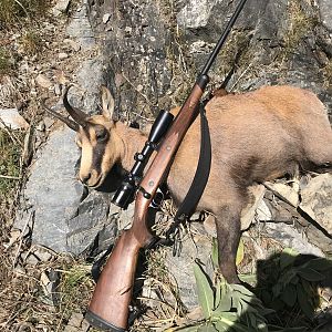 Hunting Chamois