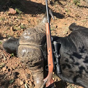 Hunting Buffalo in South Africa