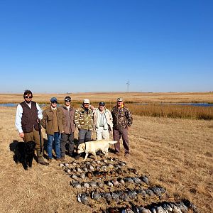 Wild Waterfowl Ducks and Geese South Africa