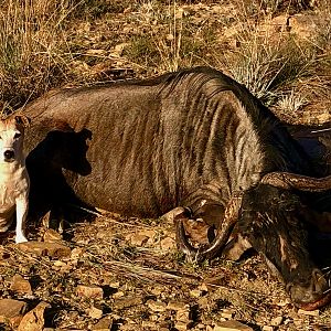 South Africa Hunting Blue Wildebeest