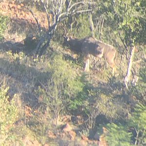 Kudu South Africa