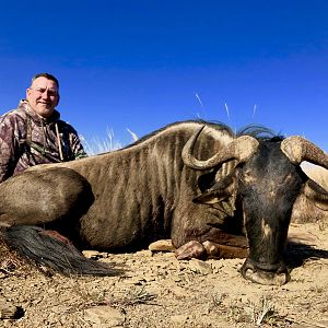 Blue Wildebeest Hunt South Africa