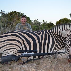 Hunt Burchell's Plain Zebra in South Africa