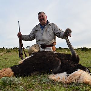 Ostrich Hunt South Africa