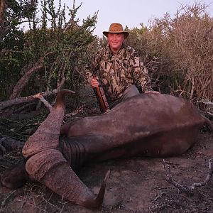 Buffalo Hunting South Africa