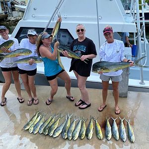 Dolphin Fishing Florida Keys USA