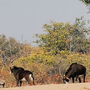 Sable, South Africa