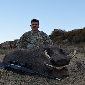 South Africa Hunting Warthog