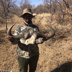 Blue Wildebeest Hunting South Africa