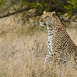 Leopard in South Africa