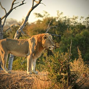 Lion in South Africa