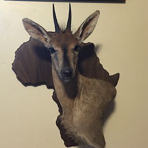 Duiker Wall Mount Taxidermy