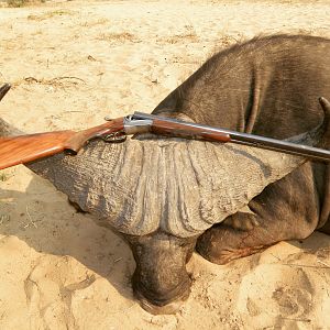 Buffalo Hunt Tanzania