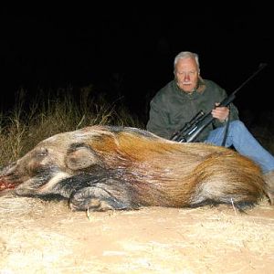 Bushpig Hunting Sunset Safaris