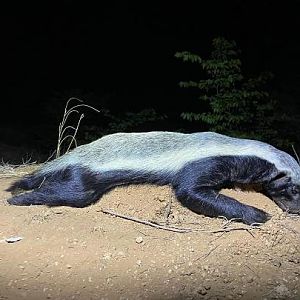 African Honey Badger Hunting Sunset Safaris