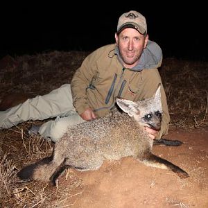 Bat-eared Fox Hunting Sunset Safaris