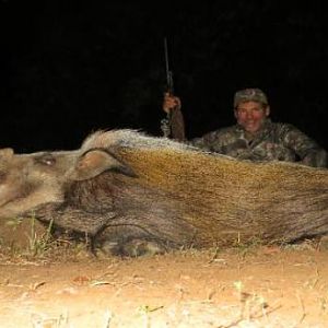 Bushpig Hunting Sunset Safaris