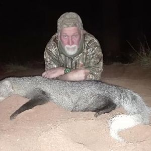 White-tailed Mongoose Hunting Sunset Safaris