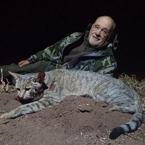 African WIld Cat Hunting Sunset Safaris