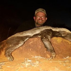 African Honey Badger Hunting Sunset Safaris