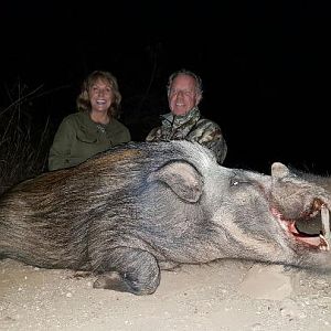 Bushpig Hunting Sunset Safaris