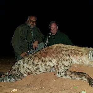 Spotted Hyena Hunting Sunset Safaris