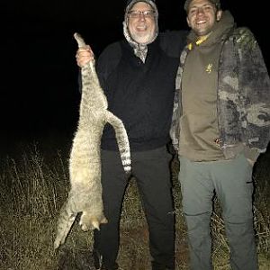 African Wild Cat Hunting Sunset Safaris