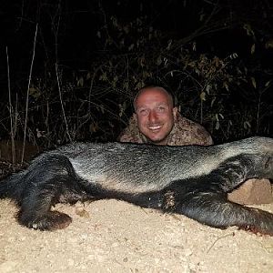 African Honey Badger Hunting Sunset Safaris