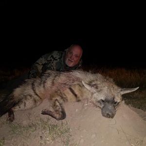 Aardwolf Hunting Sunset Safaris