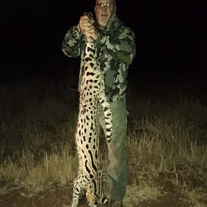 Serval Cat Hunting Sunset Safaris