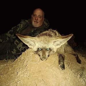 Bat-eared Fox Hunting Sunset Safaris