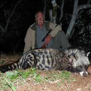 Civet Hunting Sunset Safaris