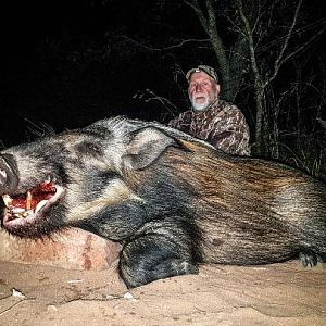 Bushpig Hunting Sunset Safaris