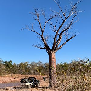 Buffalo Hunting Zambia