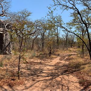 Buffalo Hunting Zambia