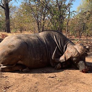 Zambia Hunting Buffalo