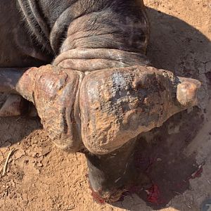 Cape Buffalo Hunt Zambia