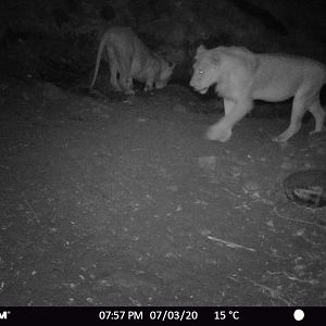 Trail Cam Pictures of Lions in Zambia