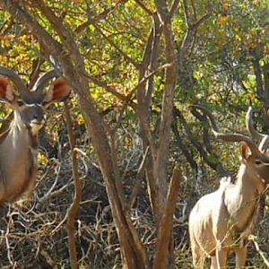 View of Kudu from Hunting Blind