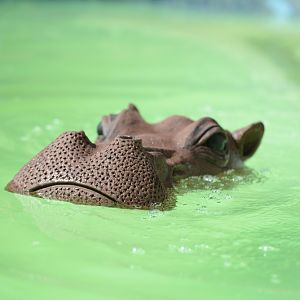 Hippo Floating Target on Hippo hunt shooting range