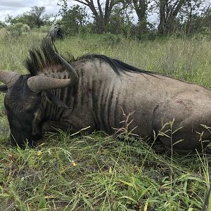 Blue Wildebeest Hunting South Africa