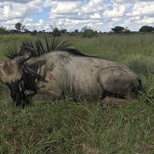 Hunt Blue Wildebeest in South Africa