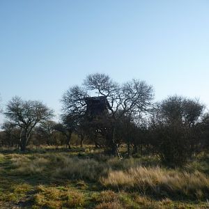 Hunt Wild Boar in Argentina