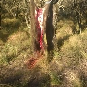 Argentina Hunt Wild Boar